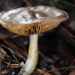 Cortinarius sp. at BA124 - 2 Jul 2024 by Bushrevival