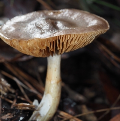 Cortinarius sp. at BA124 - 2 Jul 2024 by Bushrevival