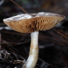 Cortinarius sp. at BA124 - 3 Jul 2024 09:21 AM