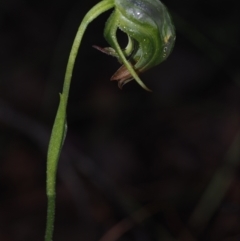 Pterostylis nutans (Nodding Greenhood) at BA124 - 3 Jul 2024 by Bushrevival