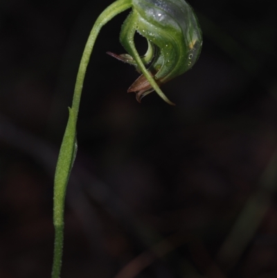 Pterostylis nutans (Nodding Greenhood) at BA124 - 3 Jul 2024 by Bushrevival