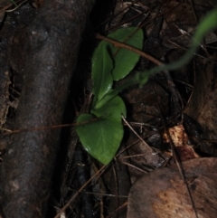 Pterostylis nutans at Dalmeny, NSW - suppressed