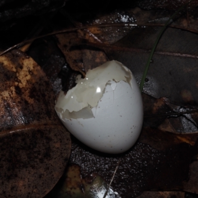 Unidentified Bird at BA124 - 2 Jul 2024 by Bushrevival