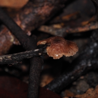 Unidentified Fungus at BA124 - 2 Jul 2024 by Bushrevival