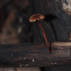 Marasmius sp. (Horse hair fungus) at Dalmeny, NSW - 2 Jul 2024 by Bushrevival