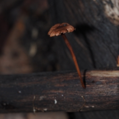 Marasmius sp. (Horse hair fungus) at Dalmeny, NSW - 3 Jul 2024 by Bushrevival