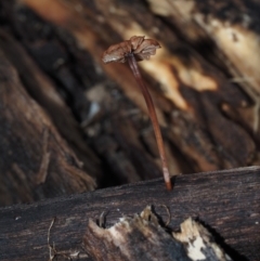 Marasmius sp. at Dalmeny, NSW - 3 Jul 2024