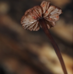 Marasmius sp. at Dalmeny, NSW - 3 Jul 2024 09:51 AM