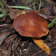 Cortinarius sp. at BA124 - 2 Jul 2024 by Bushrevival