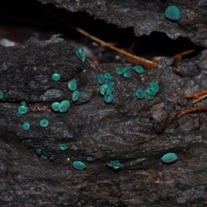 Chlorociboria species at Dalmeny, NSW - 3 Jul 2024 10:01 AM
