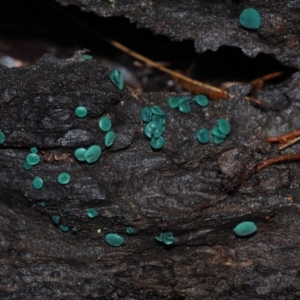 Chlorociboria species at Dalmeny, NSW - 3 Jul 2024