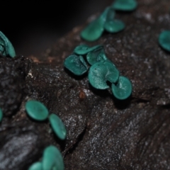 Chlorociboria species at Dalmeny, NSW - 3 Jul 2024