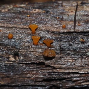 Heterotextus peziziformis at Dalmeny, NSW - 3 Jul 2024