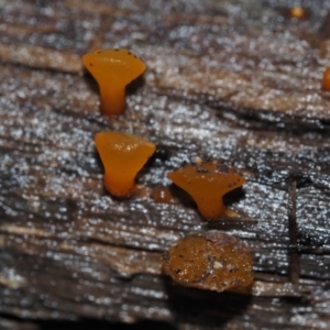 Heterotextus peziziformis at Dalmeny, NSW - 3 Jul 2024