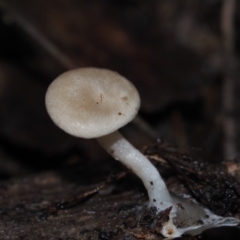 Clitocybe s.l. at Dalmeny, NSW - 3 Jul 2024 by Bushrevival