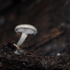 Clitocybe s.l. at Dalmeny, NSW - 3 Jul 2024 10:23 AM