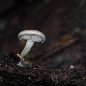 Clitocybe s.l. at Dalmeny, NSW - 3 Jul 2024