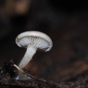 Clitocybe s.l. at Dalmeny, NSW - 3 Jul 2024