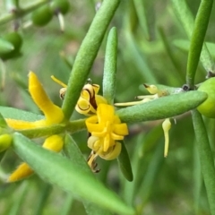 Persoonia mollis (Soft Geebung) at South Pacific Heathland Reserve - 3 Jul 2024 by Clarel
