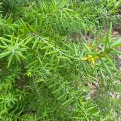 Persoonia mollis at South Pacific Heathland Reserve - 3 Jul 2024