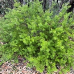 Persoonia mollis at South Pacific Heathland Reserve - 3 Jul 2024 03:20 PM