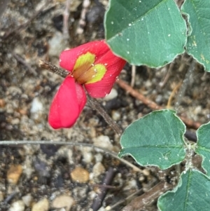 Kennedia prostrata at South Pacific Heathland Reserve - 3 Jul 2024 02:42 PM