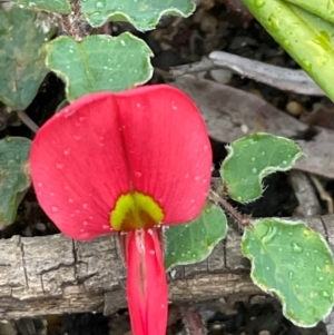 Kennedia prostrata at South Pacific Heathland Reserve - 3 Jul 2024 02:42 PM