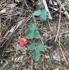 Kennedia prostrata at South Pacific Heathland Reserve - 3 Jul 2024 02:42 PM