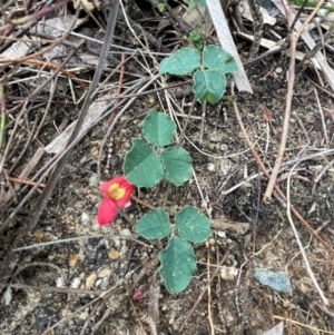 Kennedia prostrata at South Pacific Heathland Reserve - 3 Jul 2024 02:42 PM