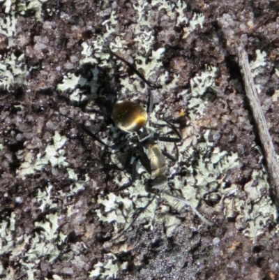 Polyrhachis ammon (Golden-spined Ant, Golden Ant) at Wollondilly Local Government Area - 3 Jul 2024 by Span102