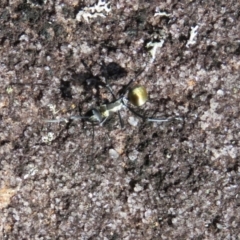 Polyrhachis ammon at Wollondilly Local Government Area - 3 Jul 2024 11:33 AM