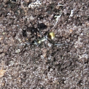 Polyrhachis ammon at Wollondilly Local Government Area - 3 Jul 2024 11:33 AM