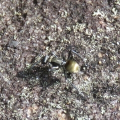 Polyrhachis ammon at Wollondilly Local Government Area - 3 Jul 2024 11:33 AM