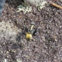 Polyrhachis ammon at Wollondilly Local Government Area - 3 Jul 2024