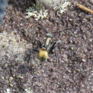 Polyrhachis ammon at Wollondilly Local Government Area - 3 Jul 2024 11:33 AM