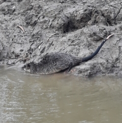 Hydromys chrysogaster (Rakali or Water Rat) at Walgett, NSW - 3 Jul 2024 by MB