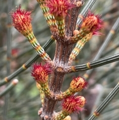 Allocasuarina distyla (Shrubby Sheoak) at South Pacific Heathland Reserve - 3 Jul 2024 by Clarel