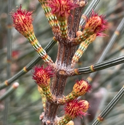 Allocasuarina distyla (Shrubby Sheoak) at South Pacific Heathland Reserve WP03 - 3 Jul 2024 by Clarel