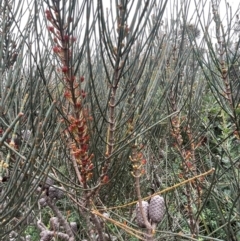 Allocasuarina distyla at South Pacific Heathland Reserve WP03 - 3 Jul 2024 02:51 PM