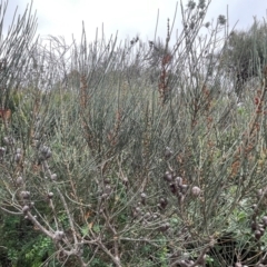 Allocasuarina distyla at South Pacific Heathland Reserve WP03 - 3 Jul 2024 02:51 PM