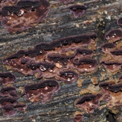 Unverified Fungus at BA124 - 3 Jul 2024 by Bushrevival