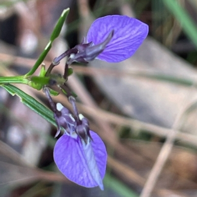 Pigea vernonii (Spade Flower) at South Pacific Heathland Reserve - 3 Jul 2024 by Clarel