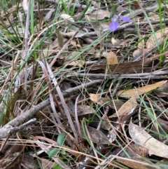 Pigea vernonii at South Pacific Heathland Reserve - 3 Jul 2024 02:25 PM