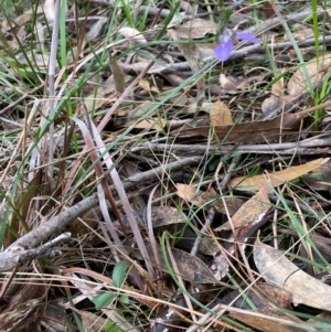 Pigea vernonii at South Pacific Heathland Reserve - 3 Jul 2024