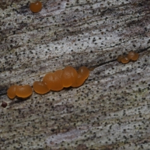 Tremella sp. at Dalmeny, NSW - 3 Jul 2024