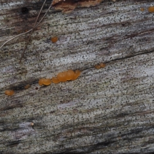 Tremella sp. at Dalmeny, NSW - 3 Jul 2024