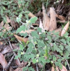 Xanthosia pilosa at South Pacific Heathland Reserve - 3 Jul 2024 02:24 PM