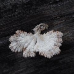 Schizophyllum commune (Split Gill Fungus) at Dalmeny, NSW - 3 Jul 2024 by Bushrevival