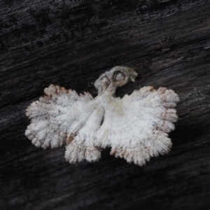 Schizophyllum commune at Dalmeny, NSW - 3 Jul 2024 10:36 AM