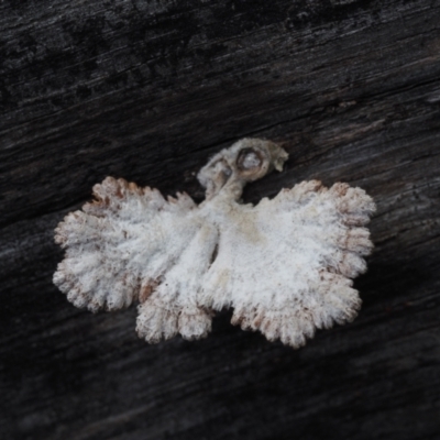 Schizophyllum commune (Split Gill Fungus) at Dalmeny, NSW - 3 Jul 2024 by Bushrevival